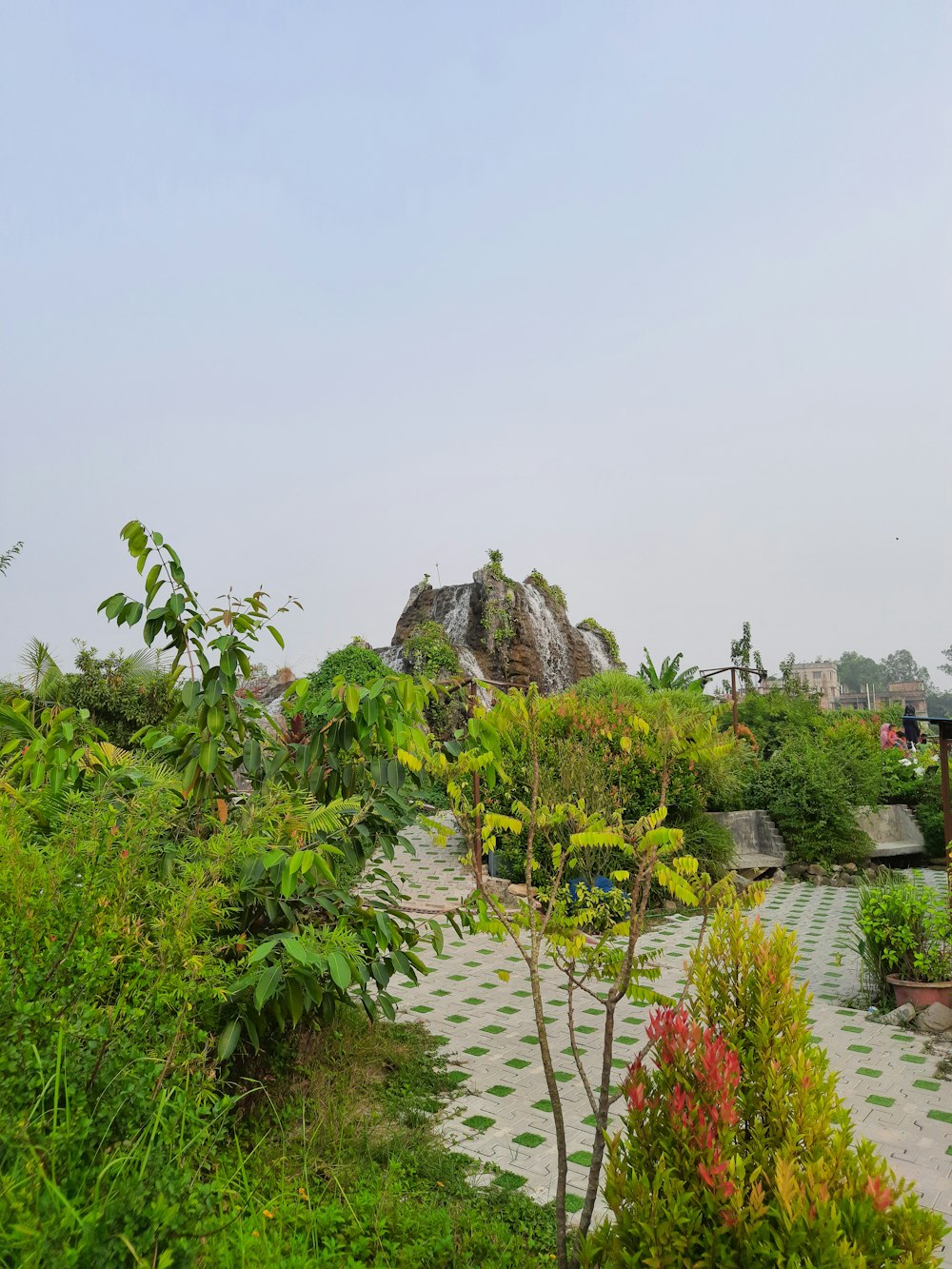 a path with plants and trees on the side