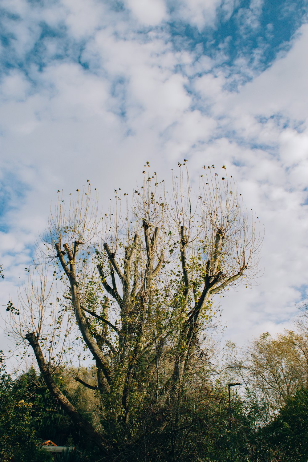 a group of birds in a tree