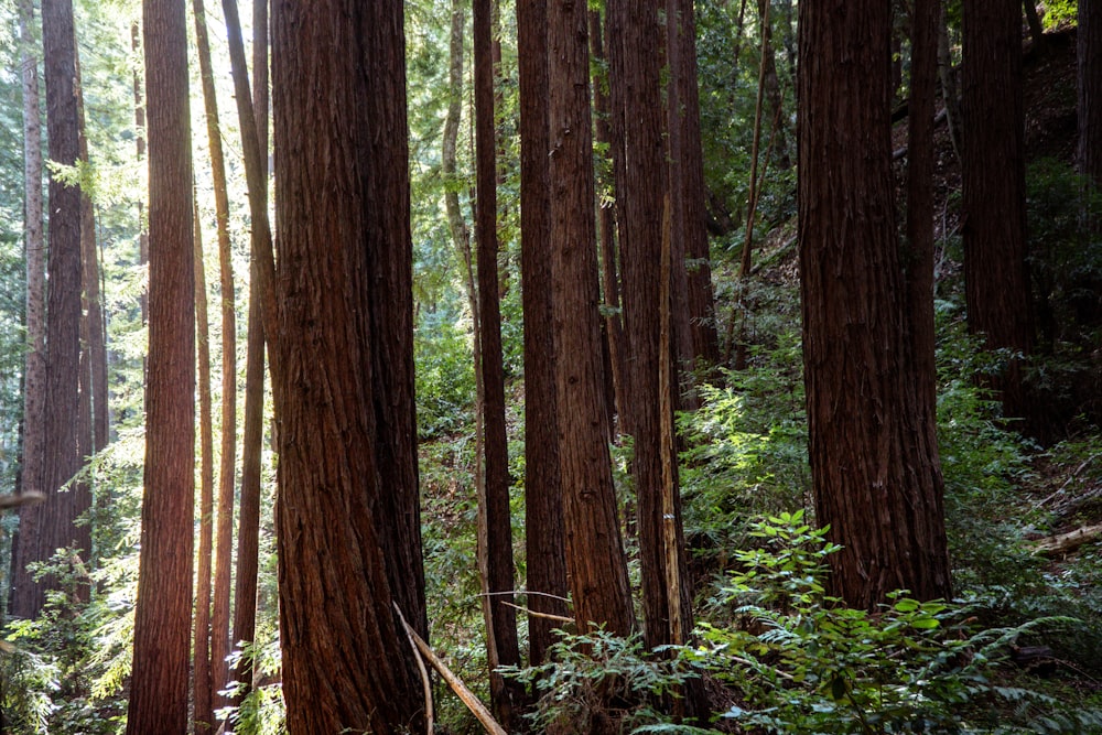 a forest with tall trees