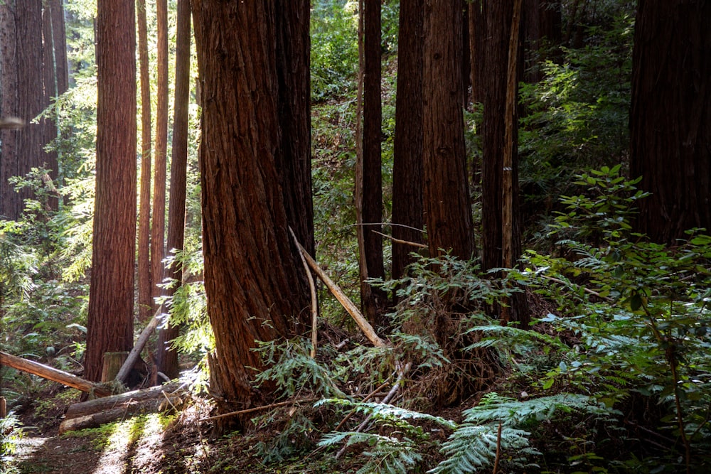 a forest with tall trees