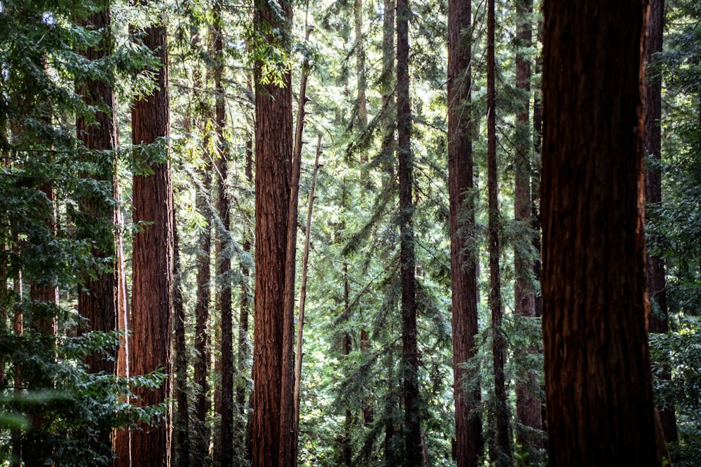 a forest of trees