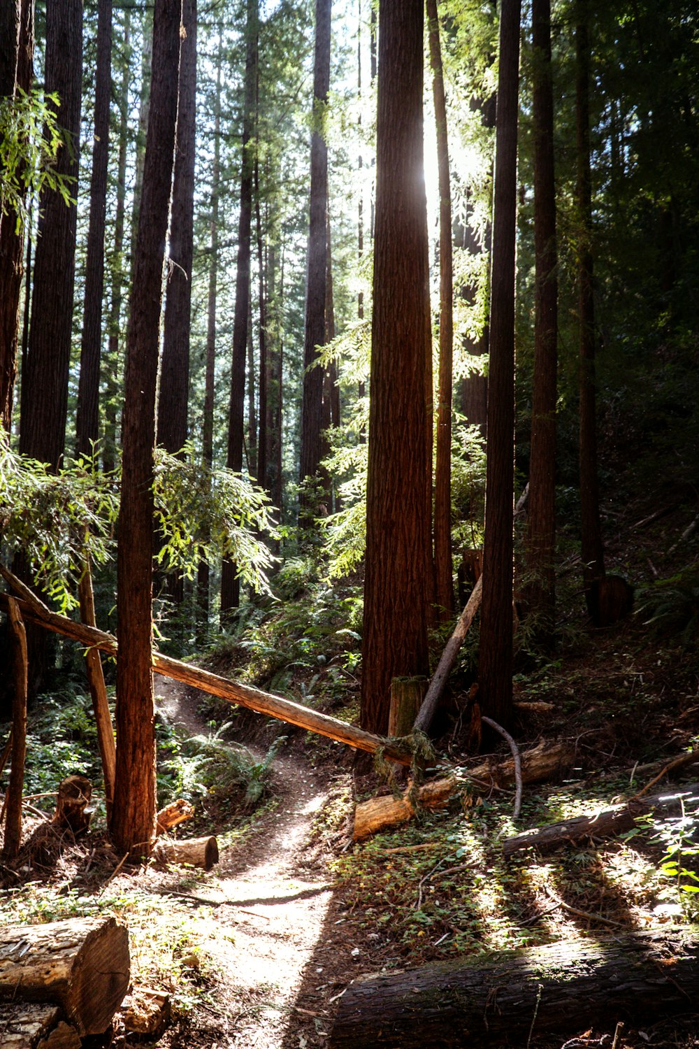 a forest with tall trees