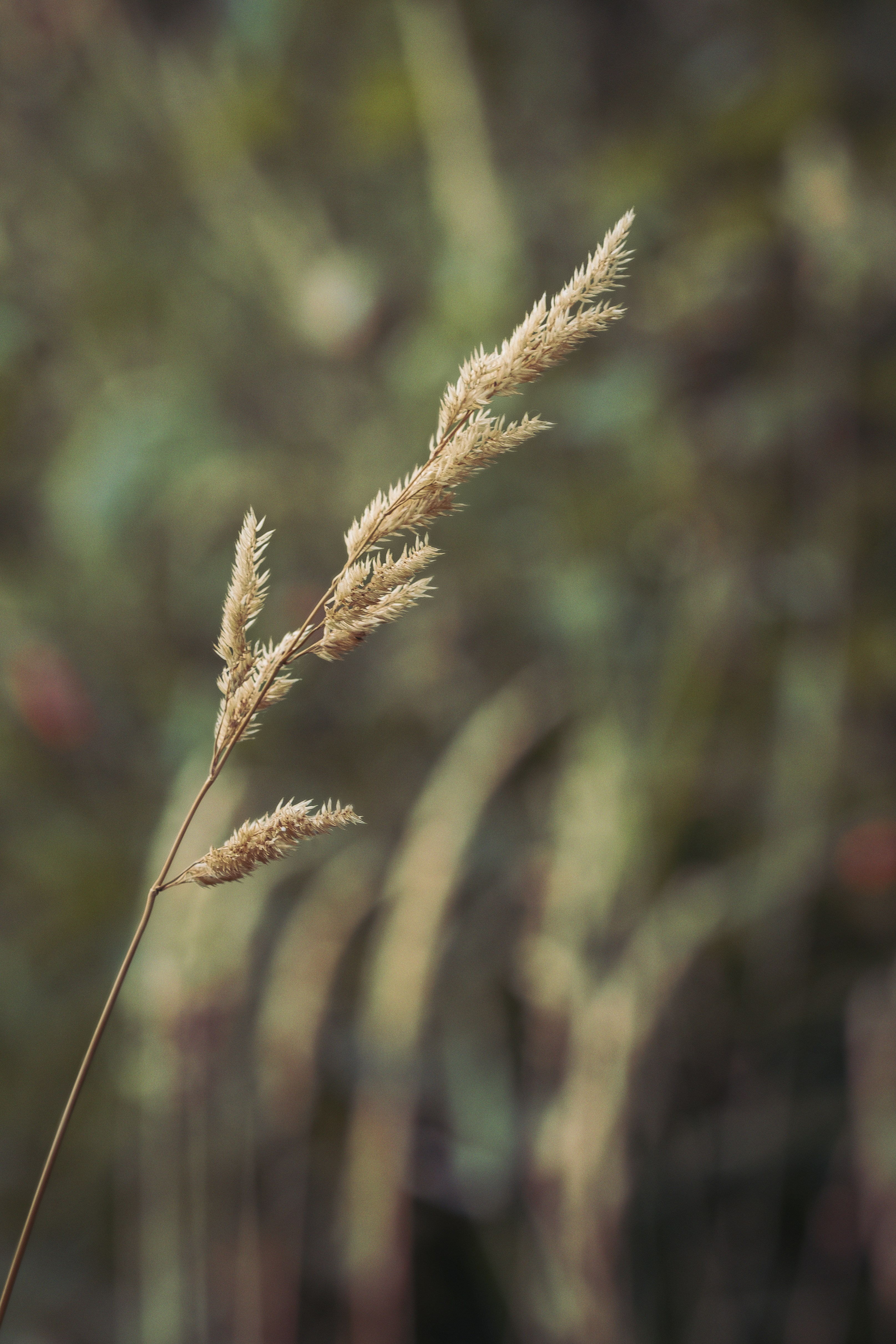 Photo by cirlbunting