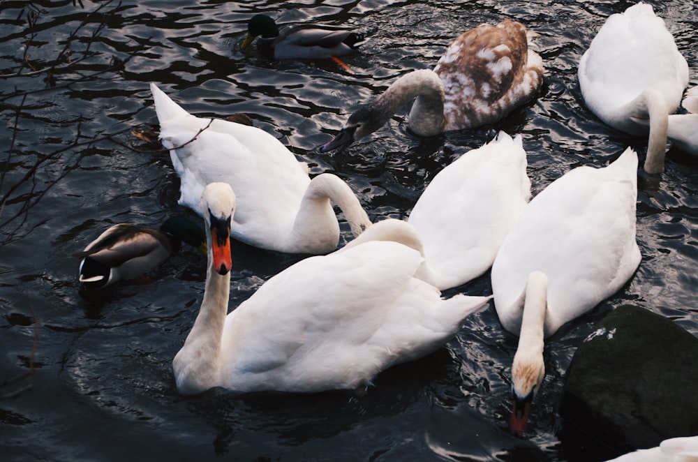 a group of white ducks in water