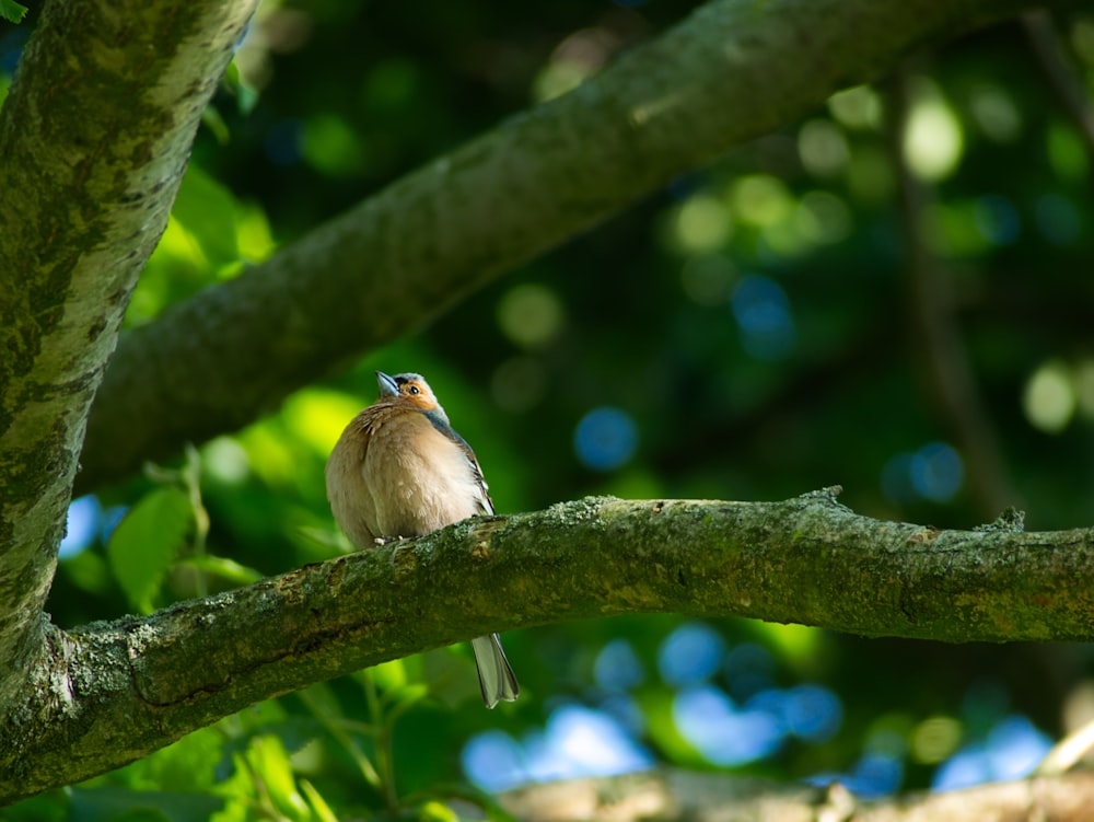 a bird sits on a branch