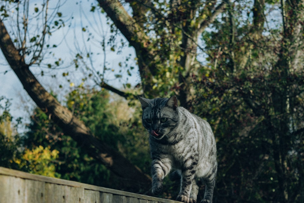 a cat walking on a wooden fence