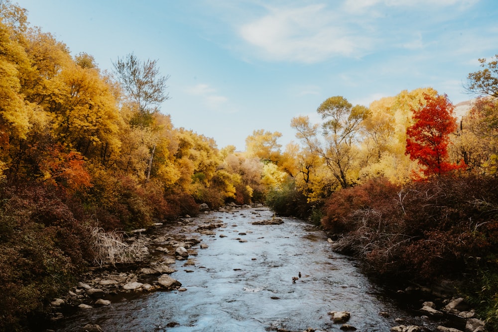 a river with trees on either side