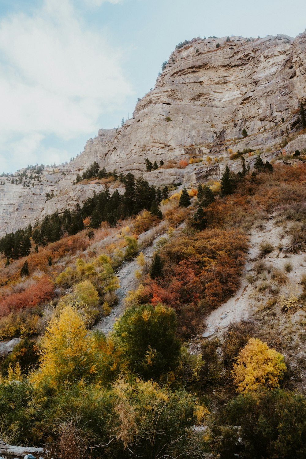 una montagna con alberi e cespugli