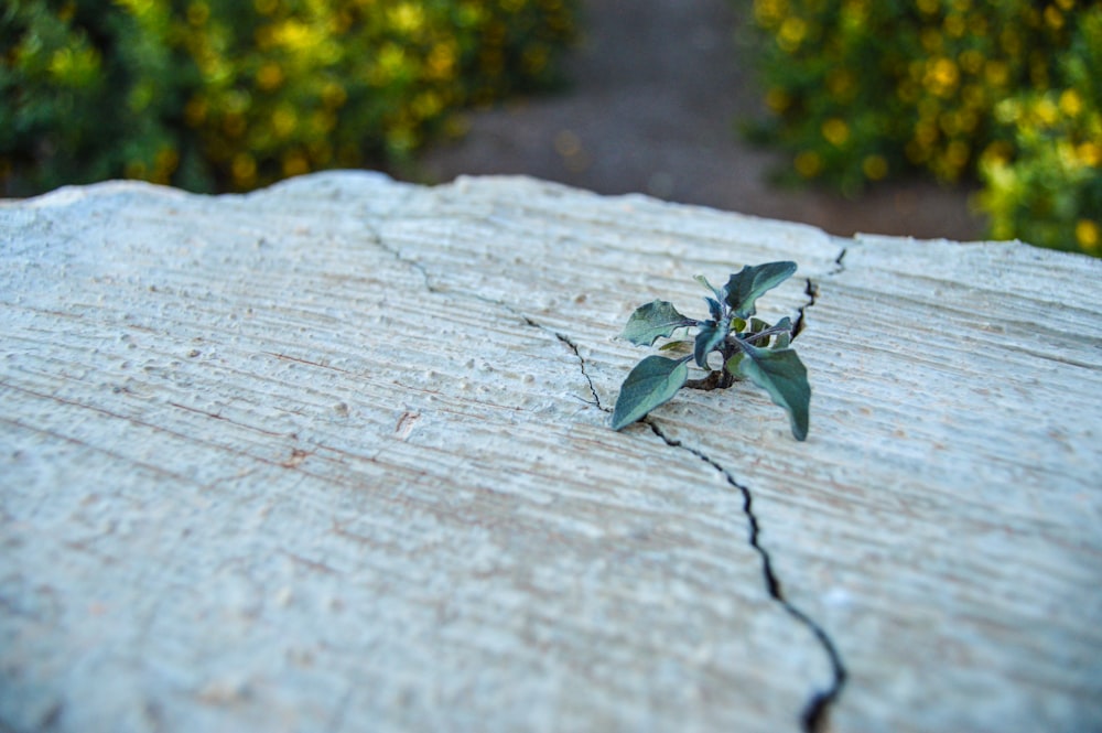 a bug on a wood surface