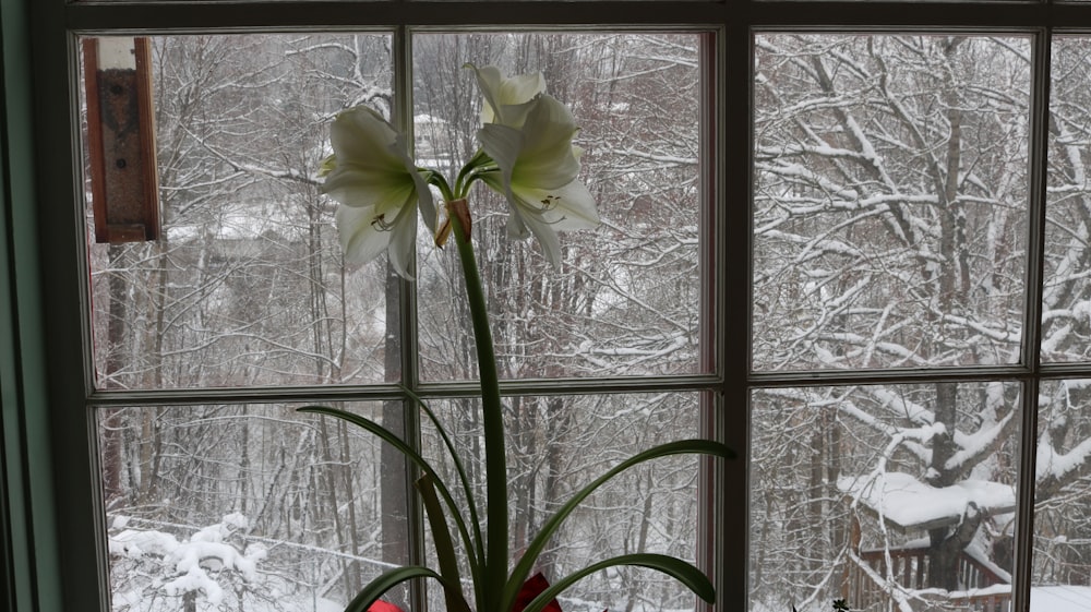 a couple white roses in front of a window