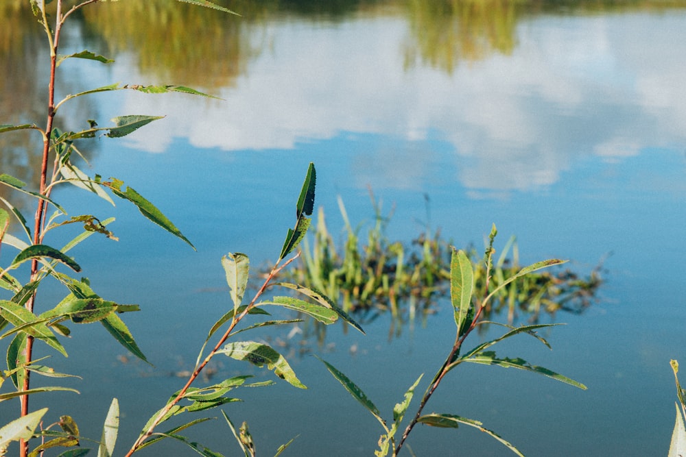 a close-up of some plants