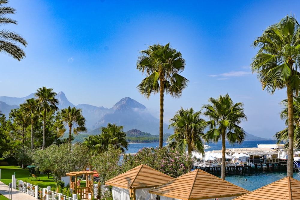 a pool with palm trees and a mountain in the background