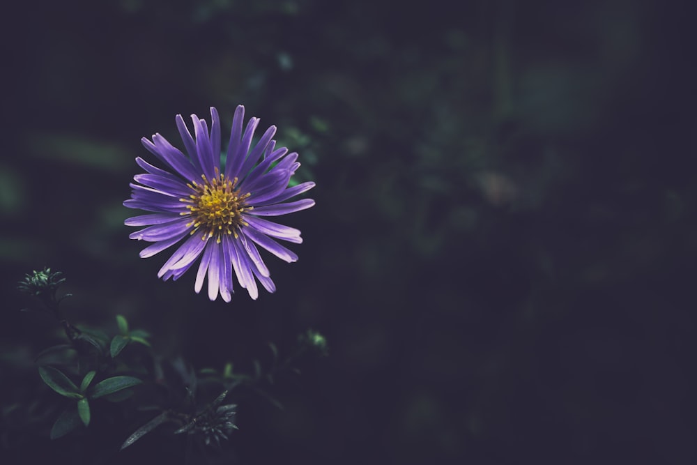 a purple flower with green leaves