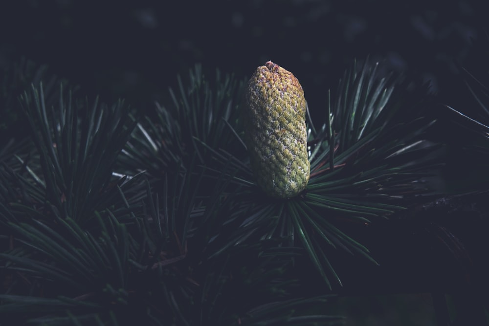 a pine cone on a tree