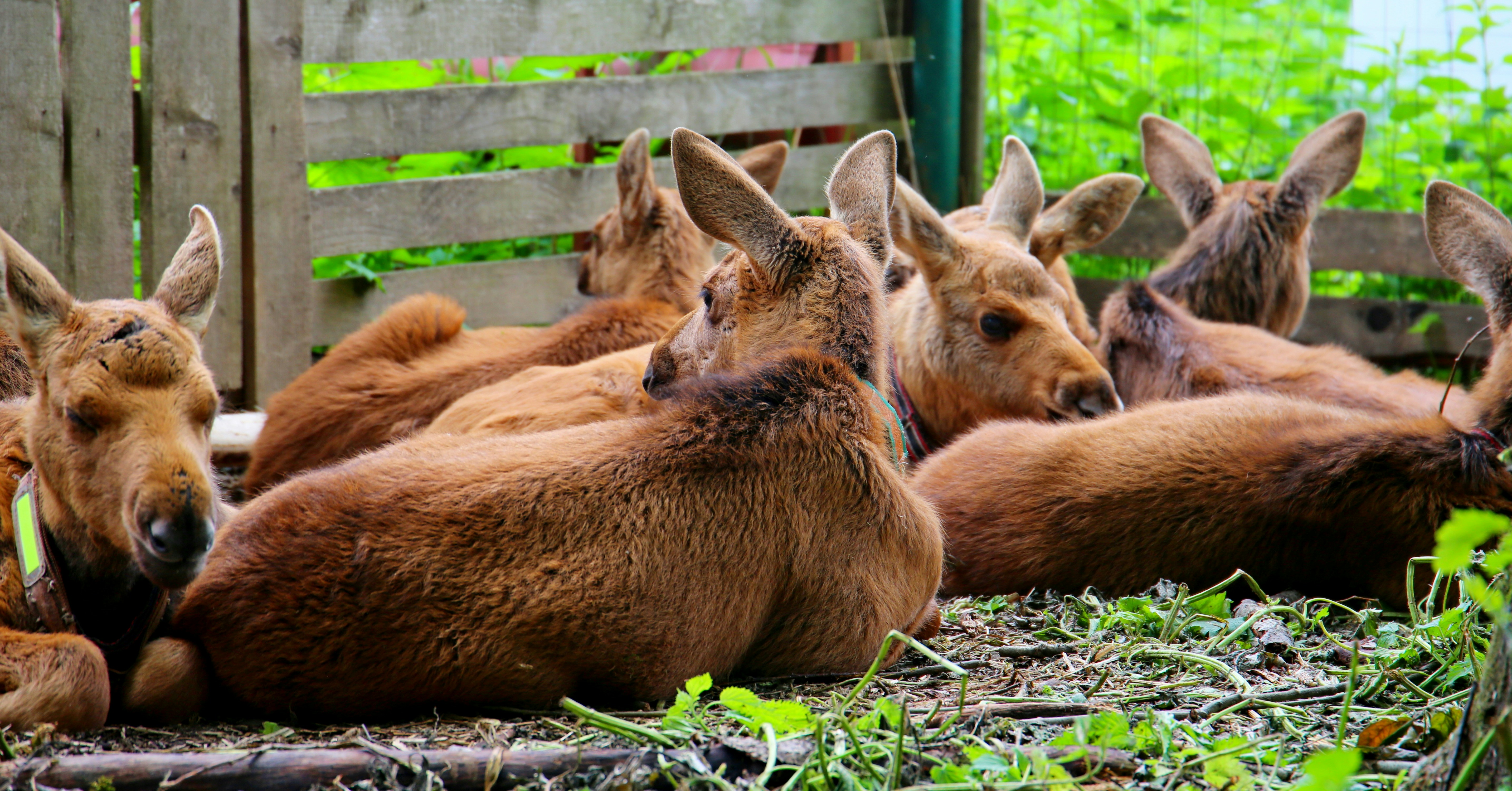a group of deer lying in the grass