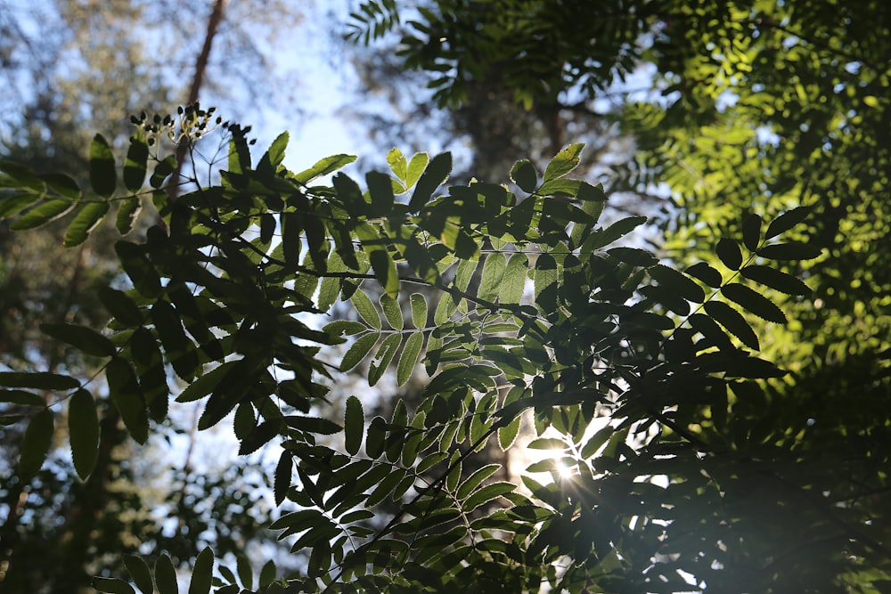 Un primer plano de un árbol