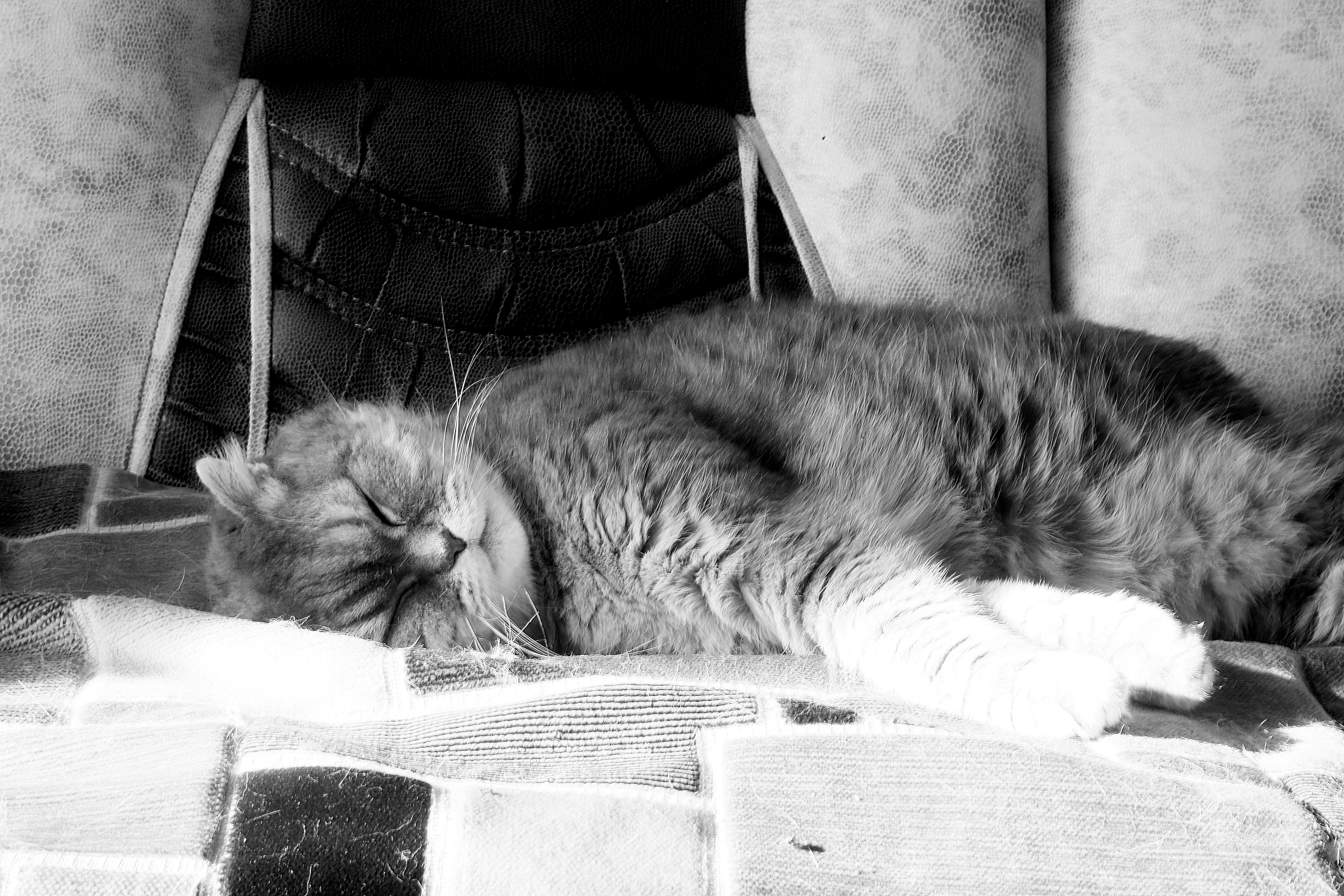 a cat sleeping on a chair