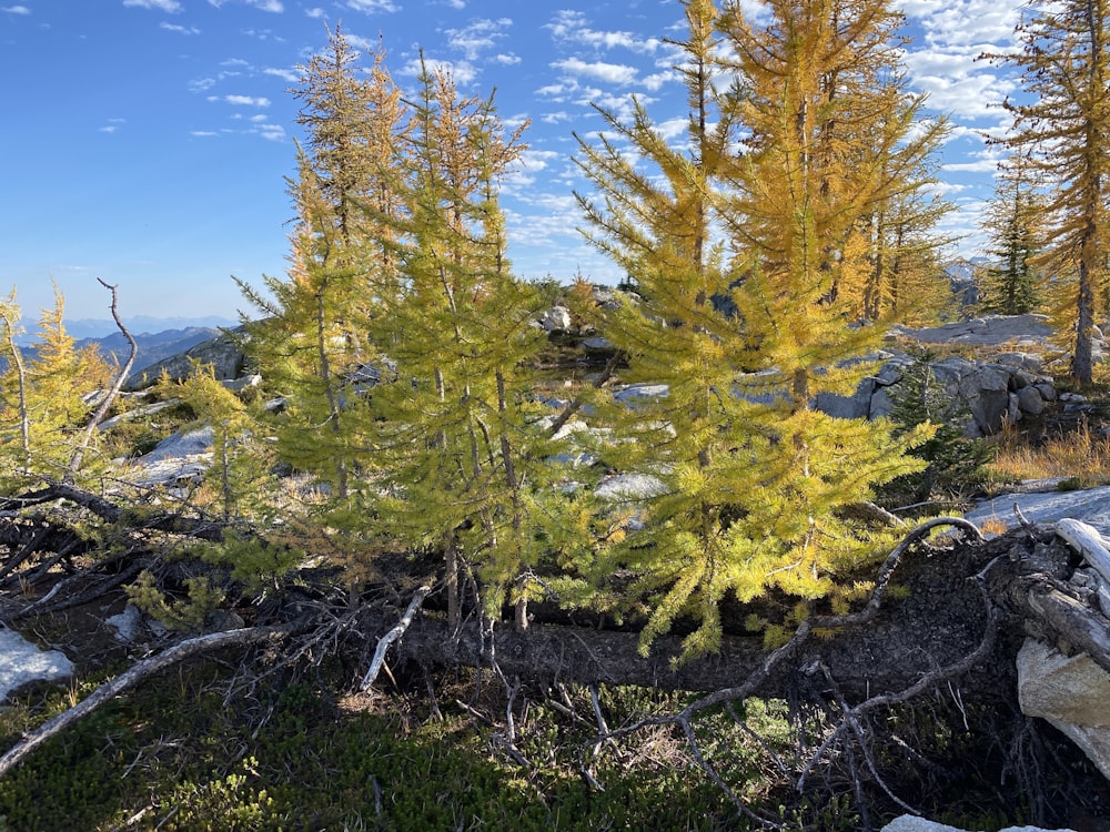 a group of trees