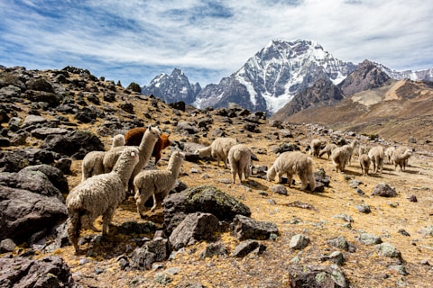a group of sheep on a rocky hillside