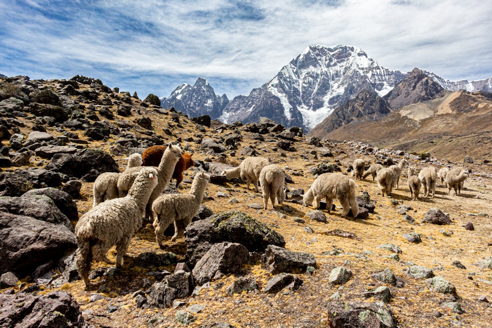 a group of sheep on a rocky hillside
