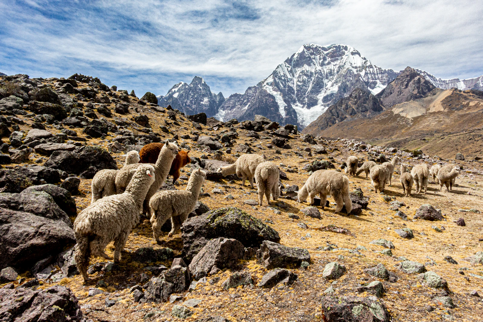 Troupeau d’alpagas dans les hauts plateaux des Andes au Pérou