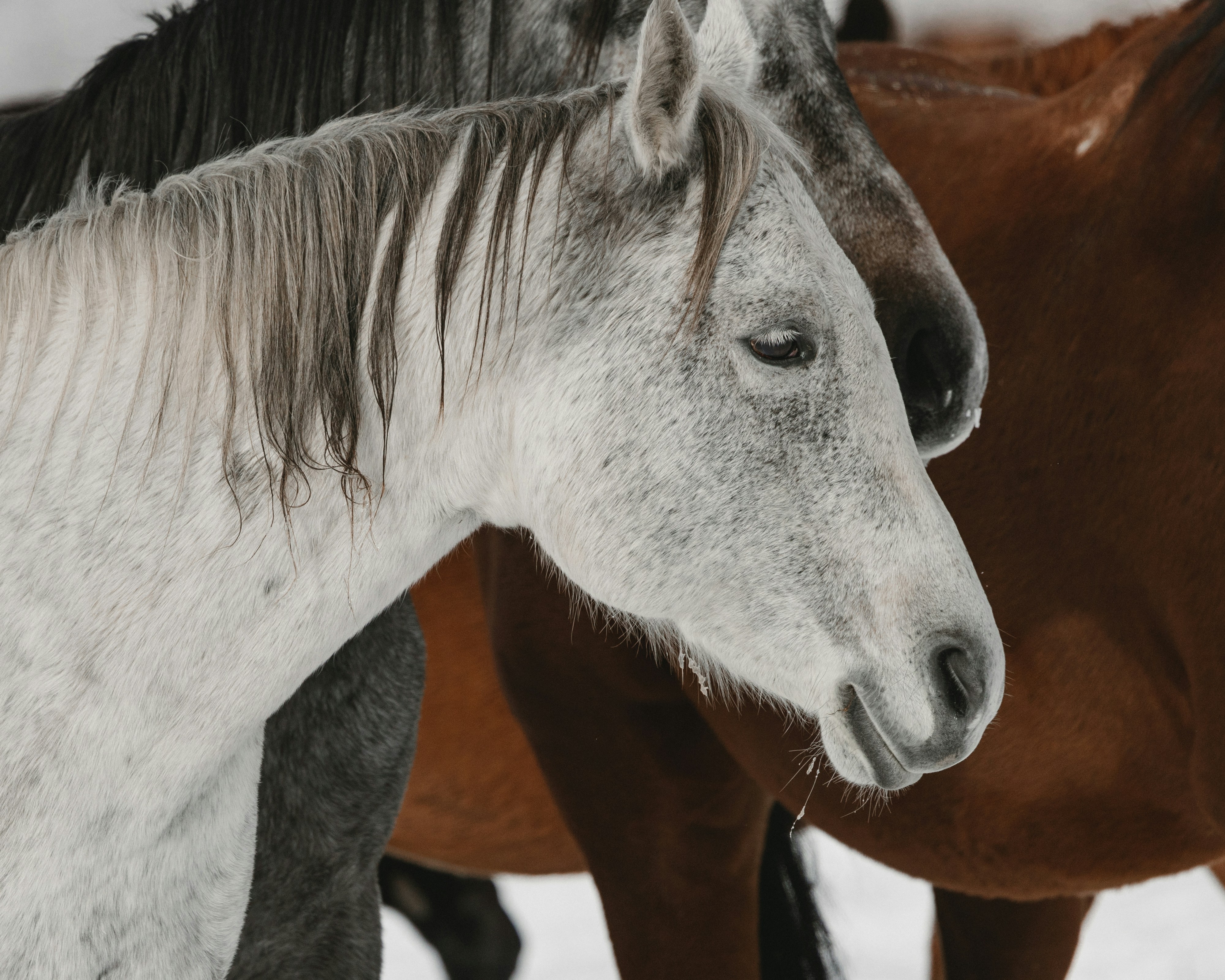 a horse with a white mane