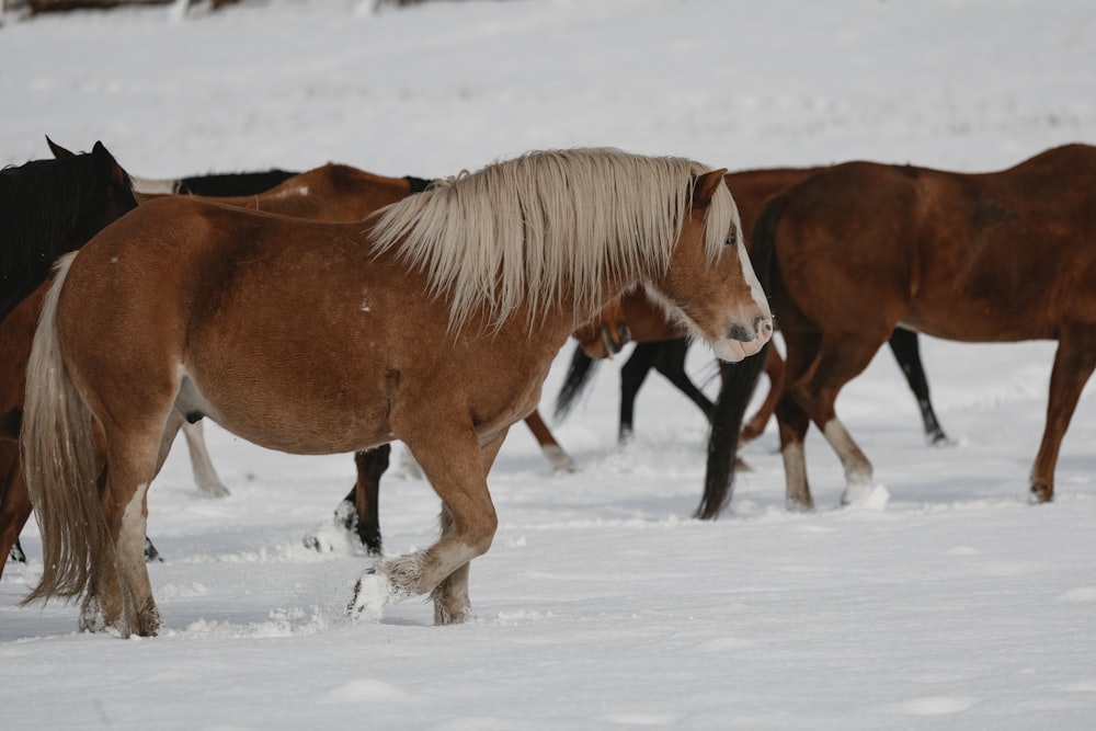 horses walking in the snow