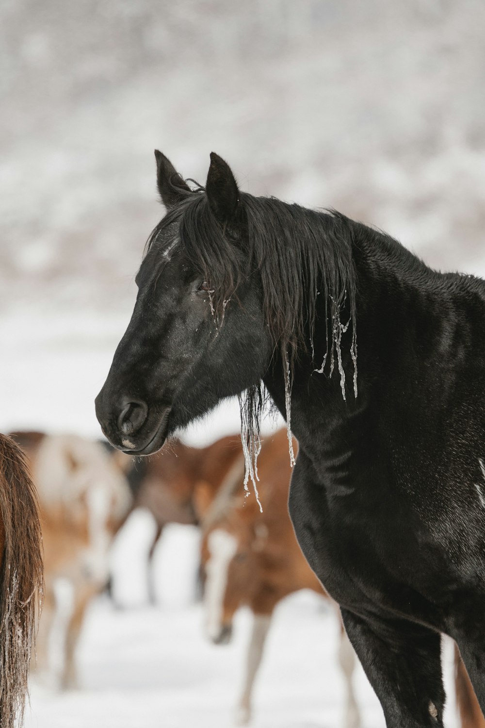 a couple of horses