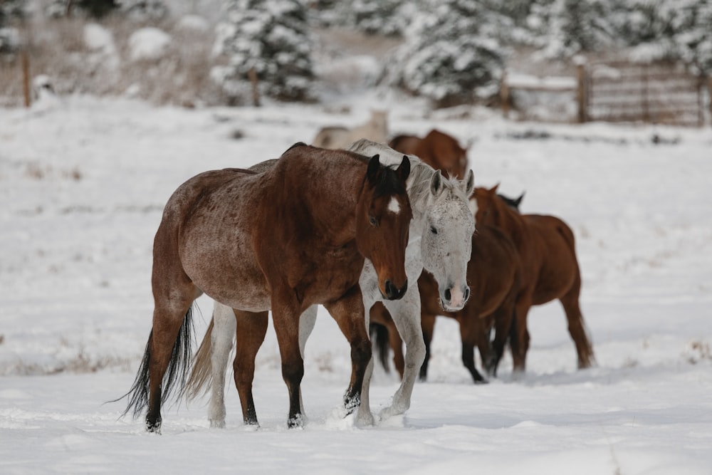 a group of horses in a snowy field