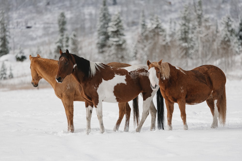 a group of horses in the snow