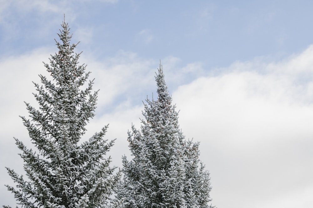 a group of trees with clouds in the background