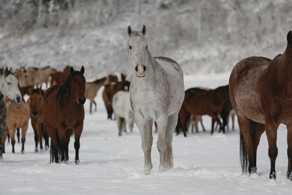 a group of horses in the snow