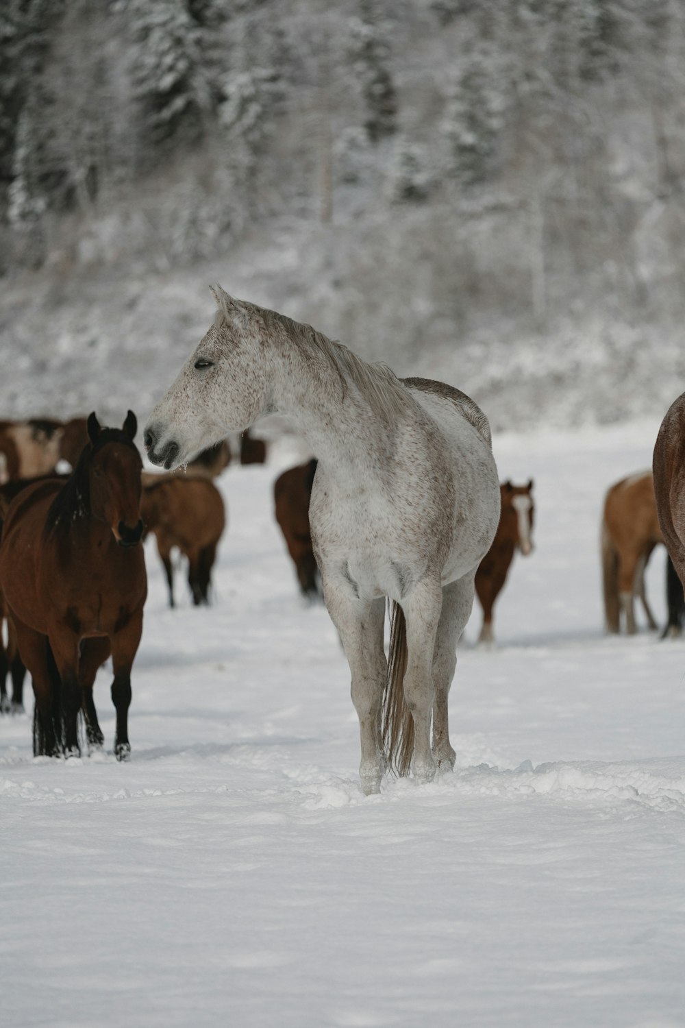 a group of horses in the snow