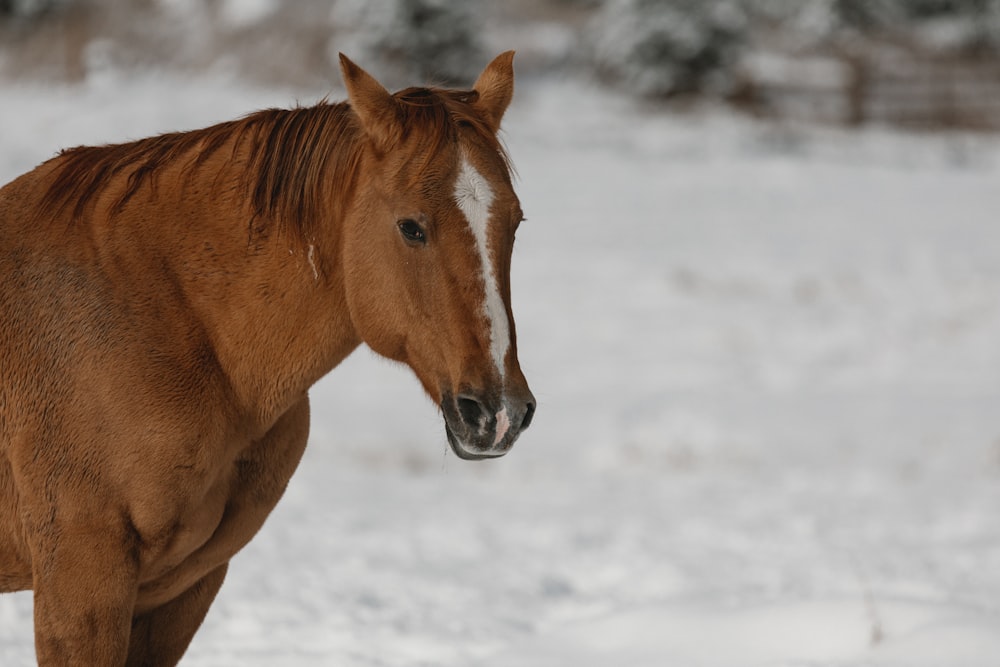 Ein braunes Pferd im Schnee