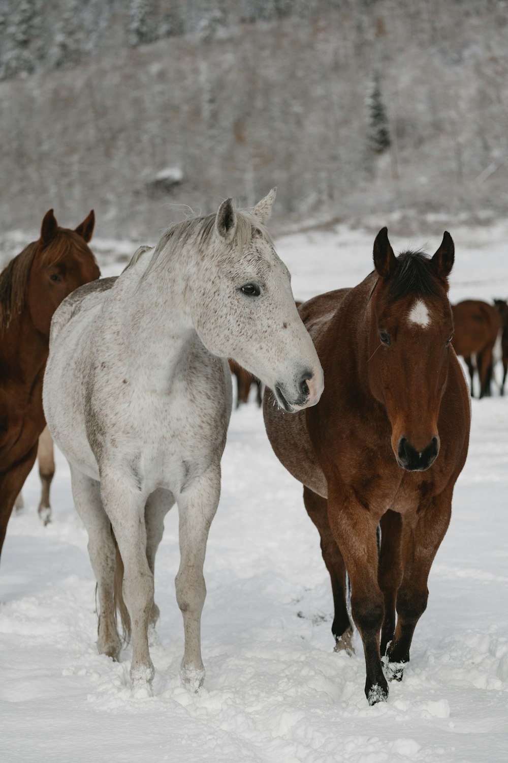 a group of horses in the snow