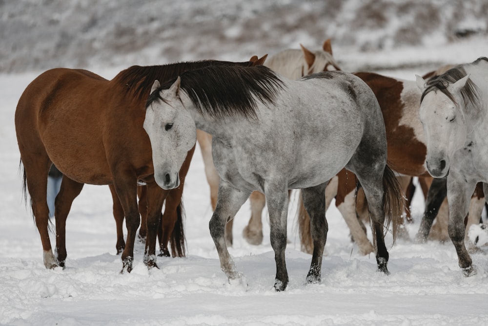 a group of horses in the snow