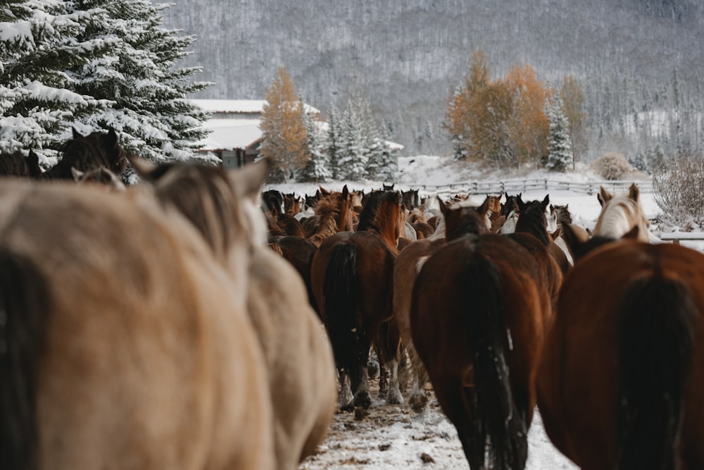 a group of horses in a snowy field