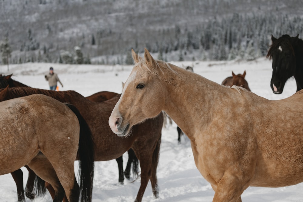 horses standing in snow