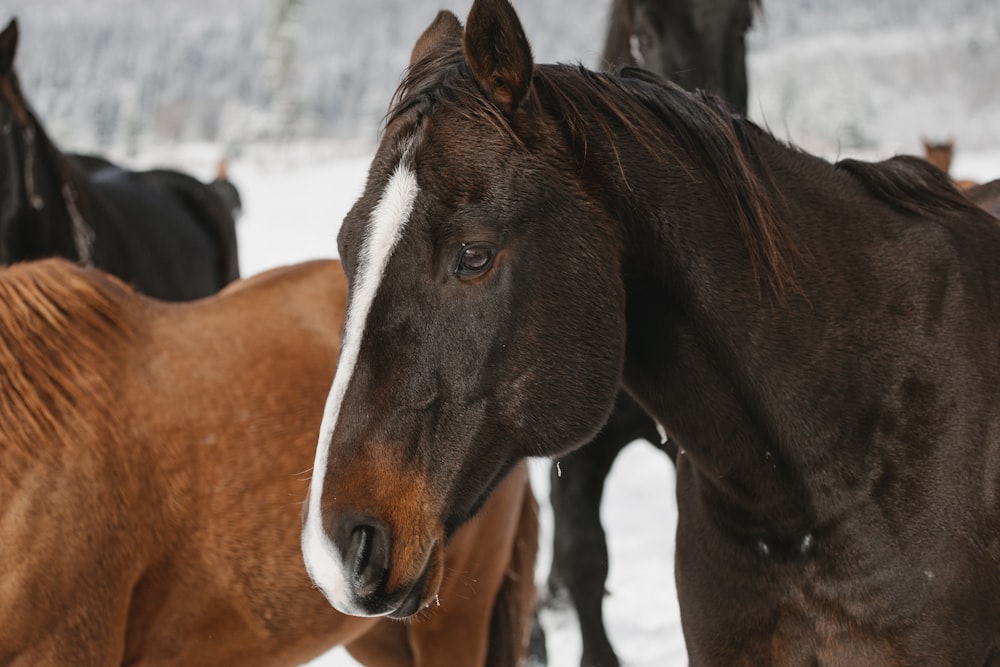 a group of horses