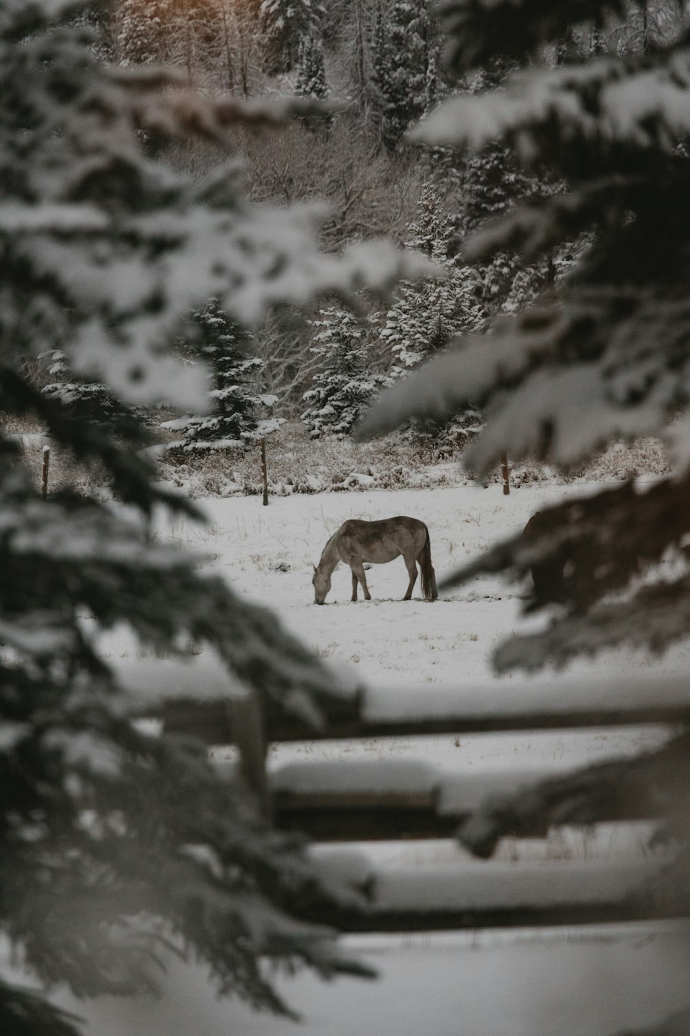 a deer in a snowy field