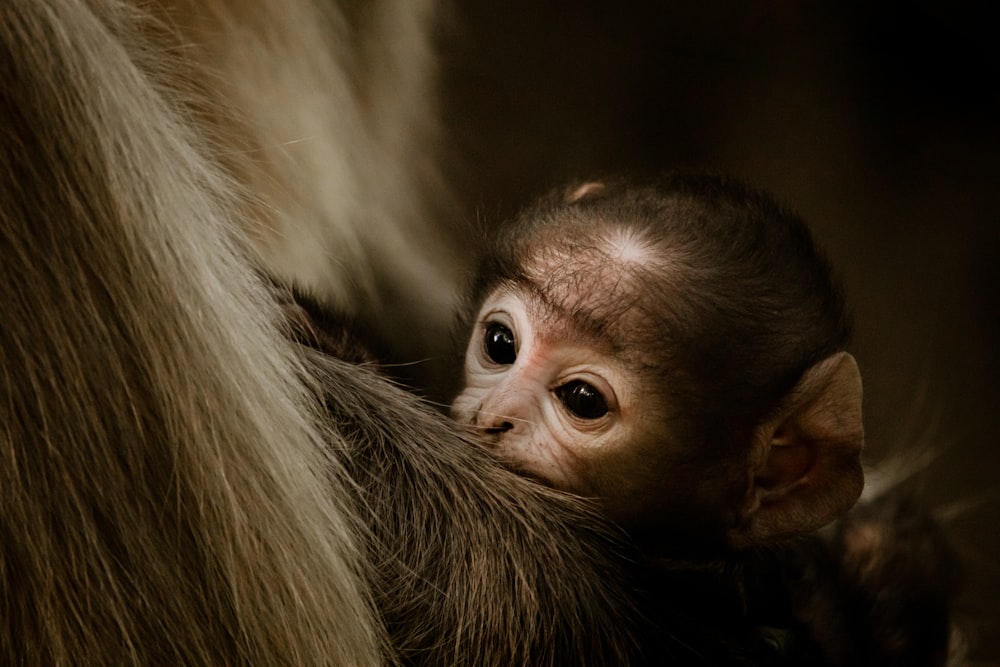 a baby monkey with a human face