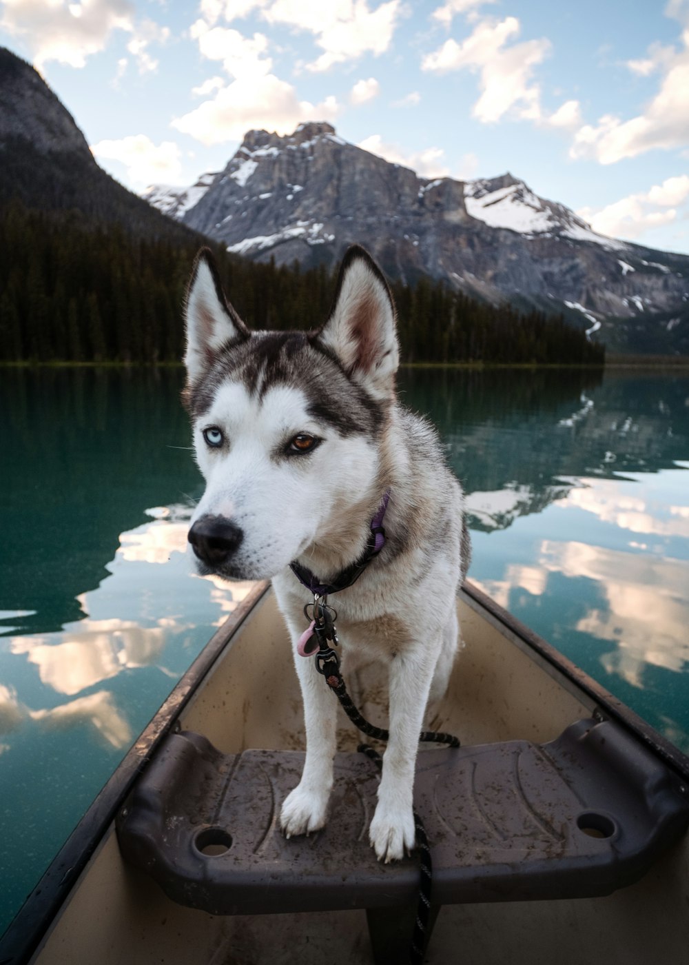 Ein Hund sitzt in einem Boot
