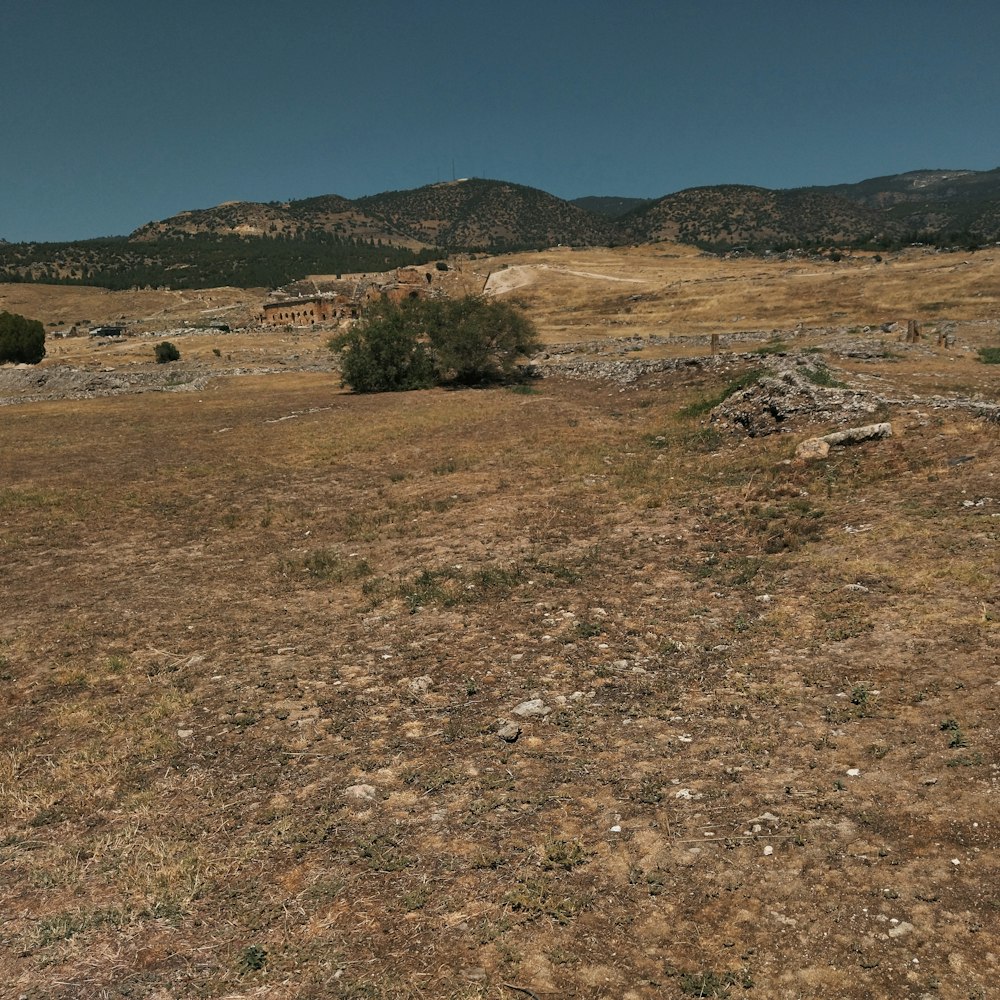 a field with a few trees