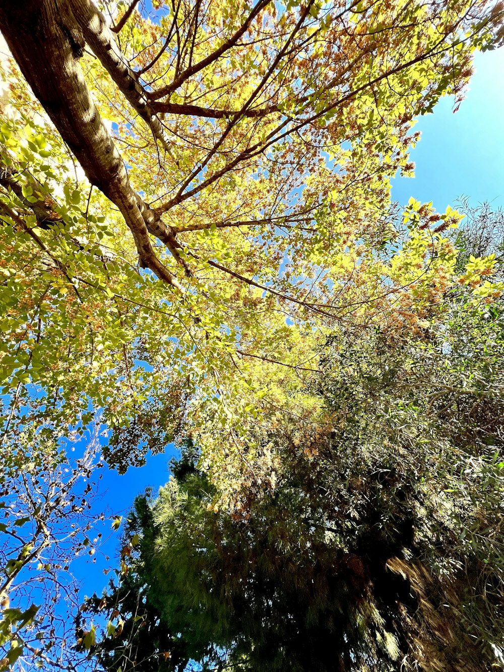 Regarder un arbre aux feuilles jaunes et au ciel bleu