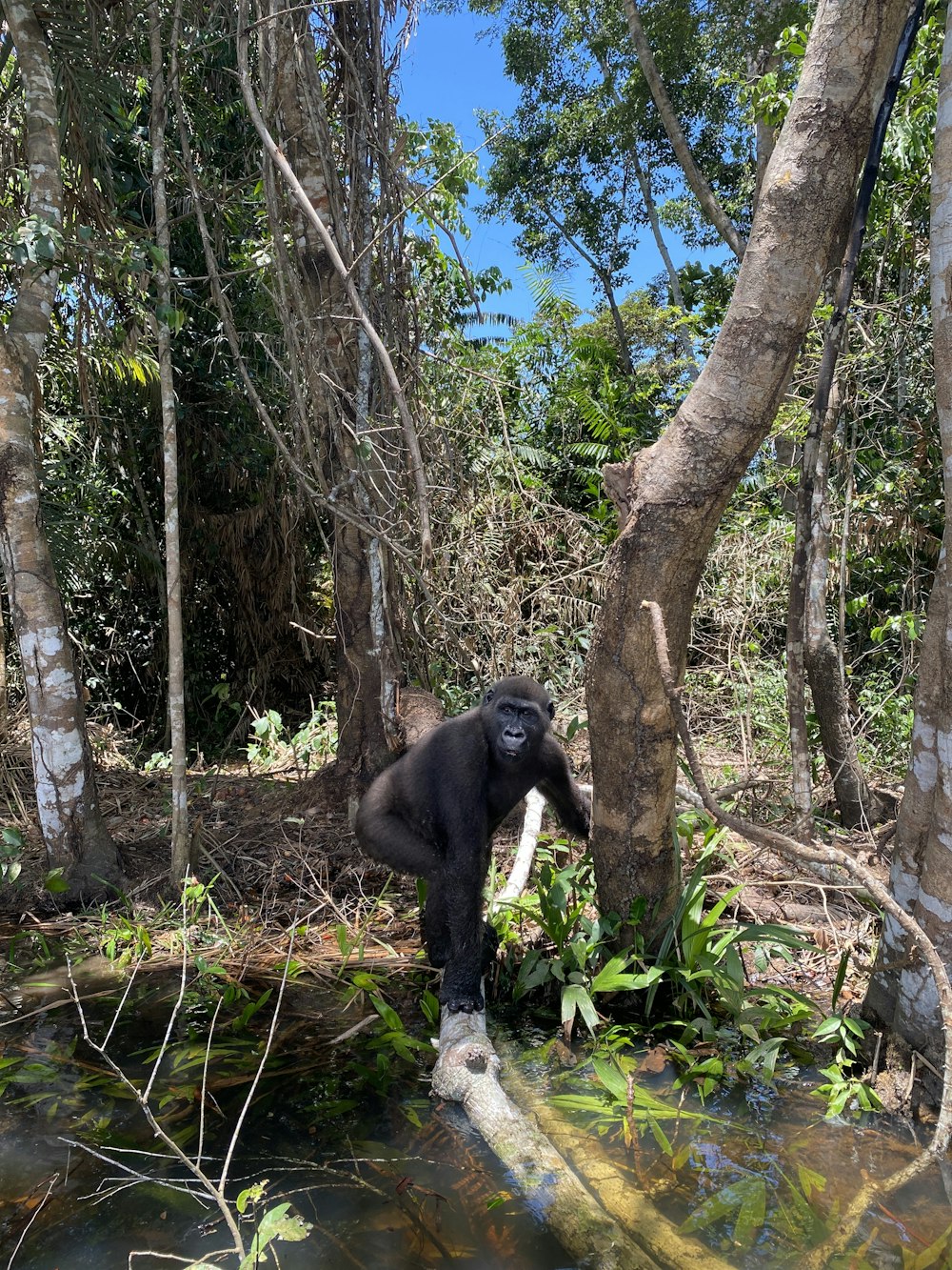 a gorilla standing on a log in the woods