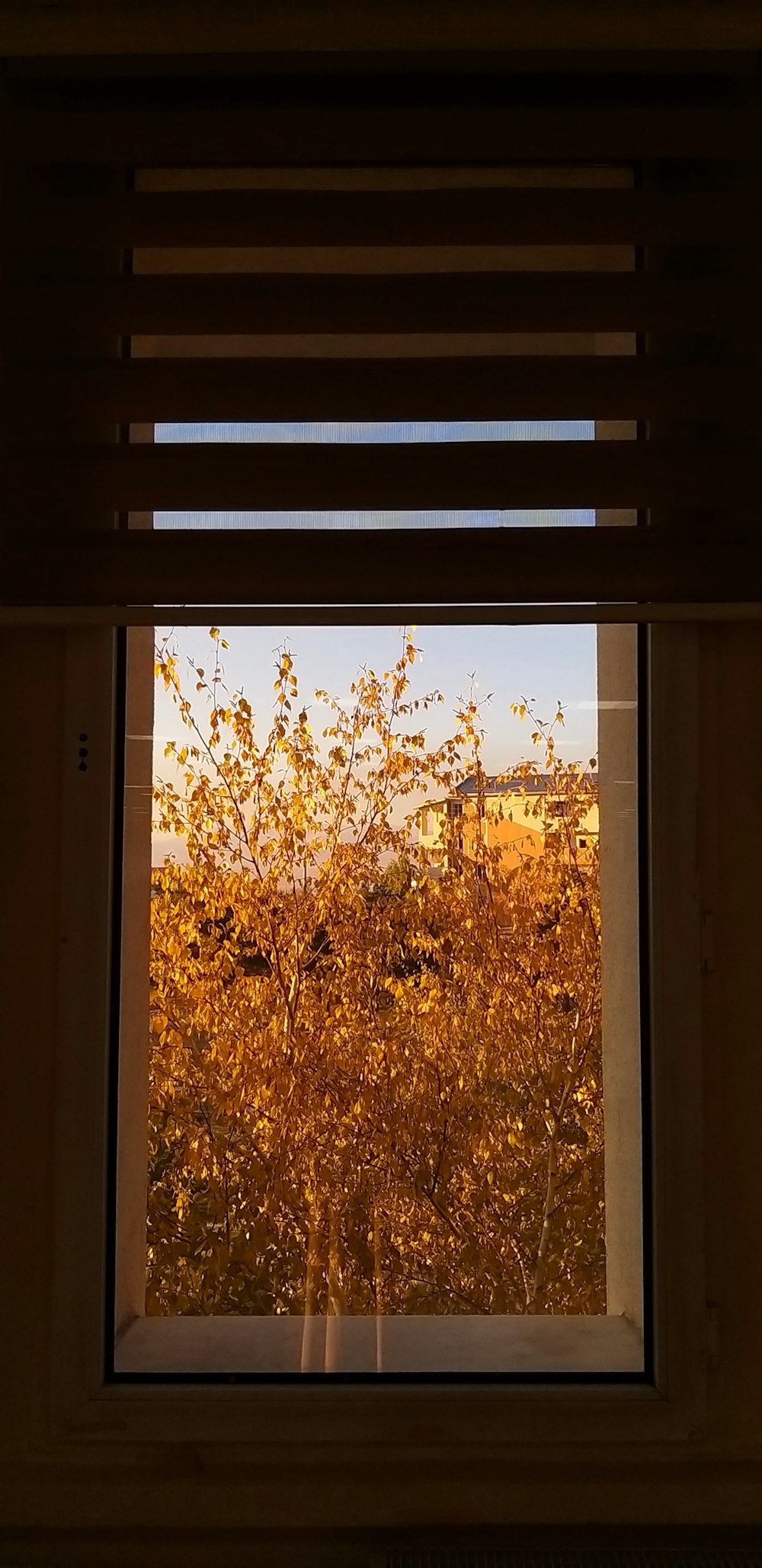 a window with a tree outside