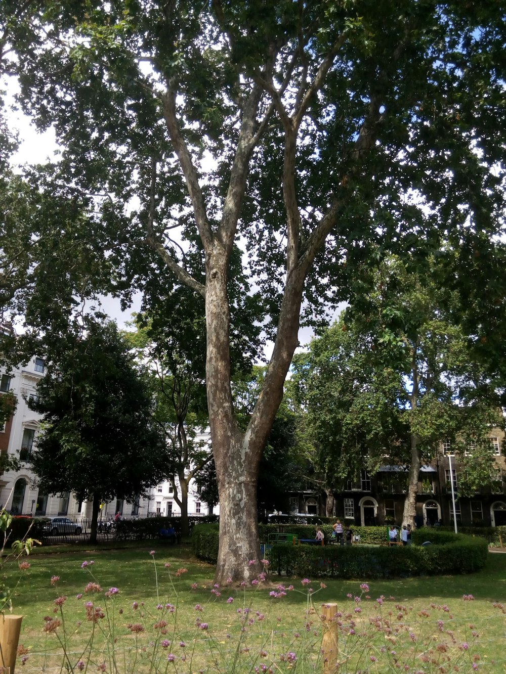 Ein Baum in einem Park
