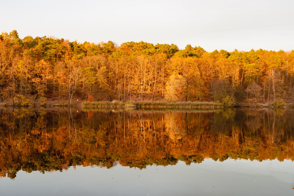 a body of water with trees around it