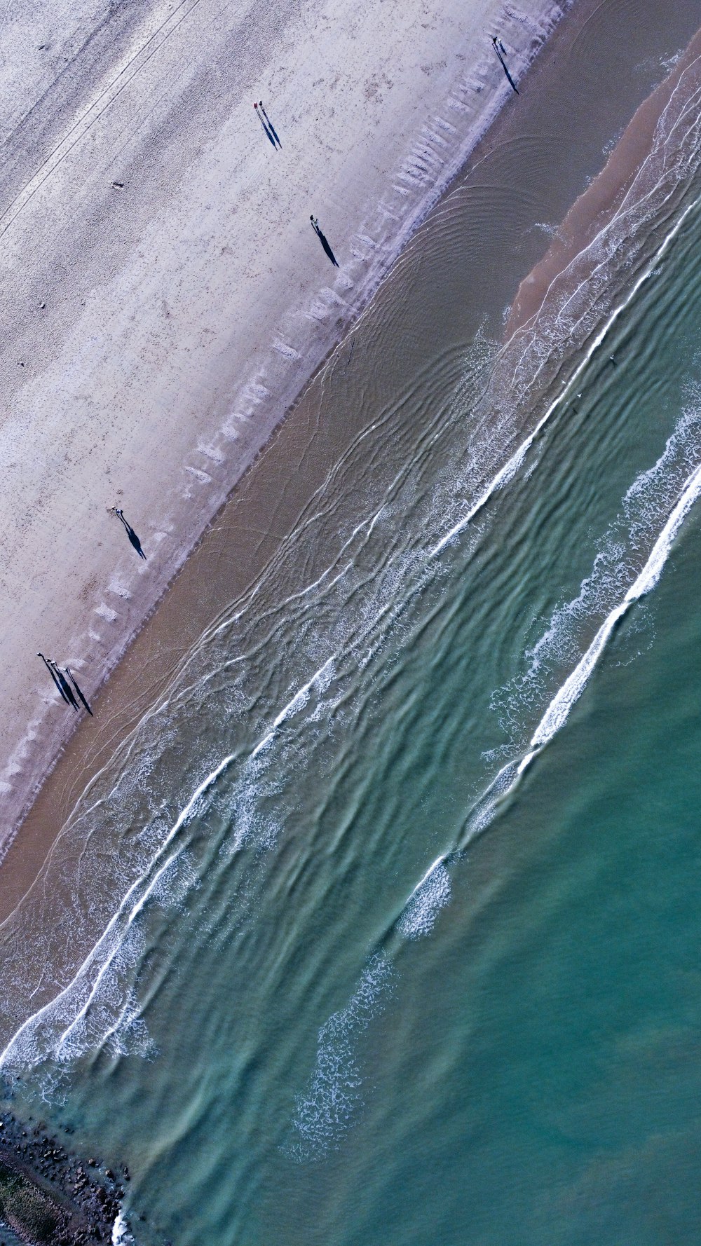 a group of birds flying over a beach