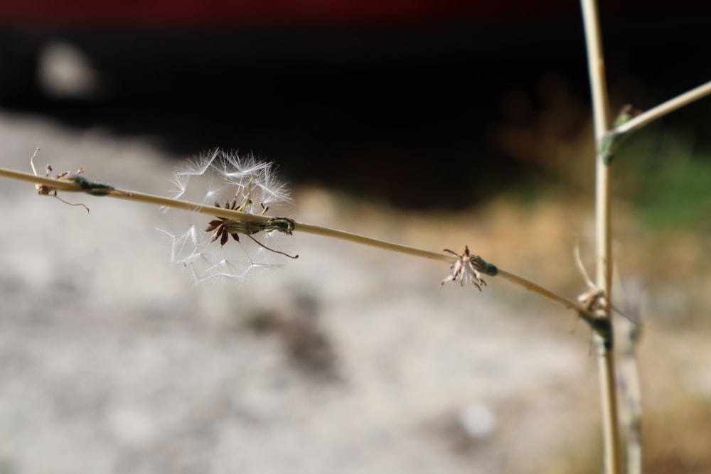 a close up of a spider